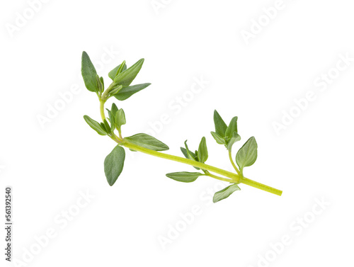 Fresh thyme isolated on transparent png