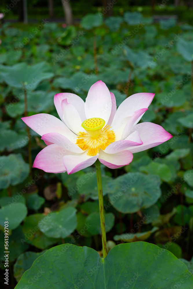 Pink lotus flower blooming in pond with green leaves Pink lotus flower blooming in pond with green leaves