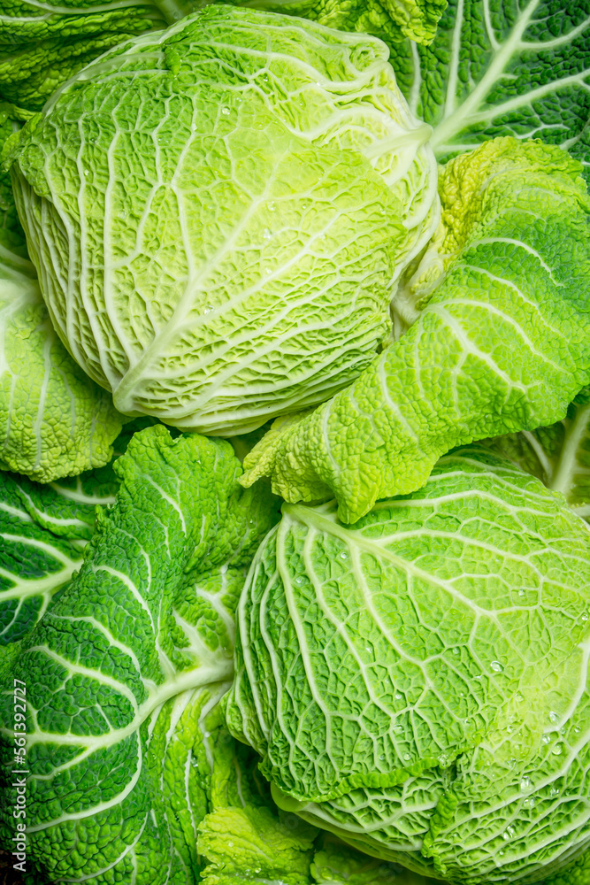 Fototapeta premium Lots of fresh cabbage.