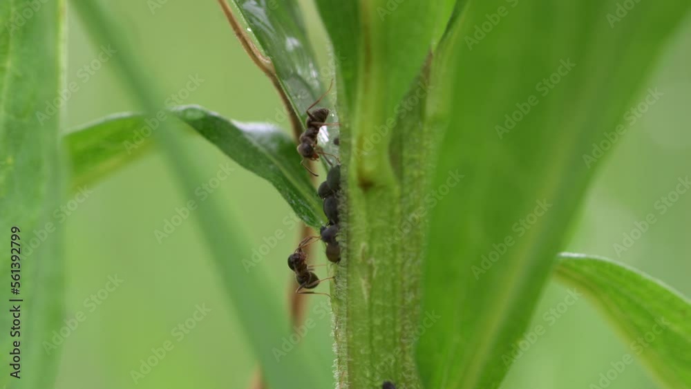 Ants taking care of aphids, high magnification, macro shot, aphids on a grass stem and ants. Shallow depth of field, blurred background. Ants taking care of aphids, high magnification, macro shot, aphids on a grass stem and ants. Shallow depth of field, blurred background.