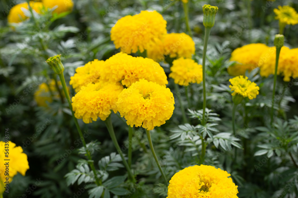 Yellow marigold flower in garden Yellow marigold flower in garden