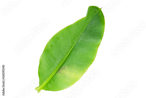 Fresh banana leaf on white background.