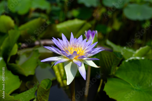 Nymphaea lotus flower with leaves  Beautiful blooming water lily