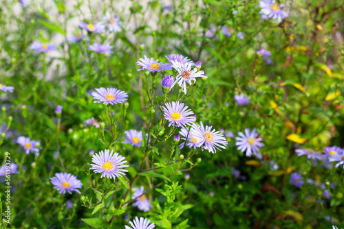 Beautiful violet flowers of Symphyotrichum dumosum