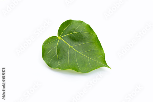 Green bodhi leaf on a white background.