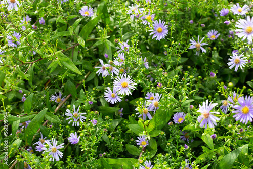 Beautiful violet flowers of Symphyotrichum dumosum photo