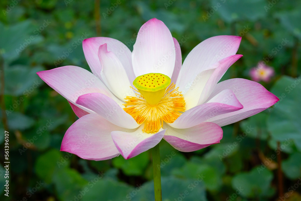 Pink lotus flower blooming in pond with green leaves Pink lotus flower blooming in pond with green leaves