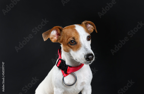 Adorable Jack Russell terrier with collar on black background © New Africa