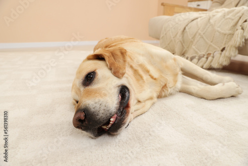 Cute Golden Labrador Retriever on floor in room, closeup