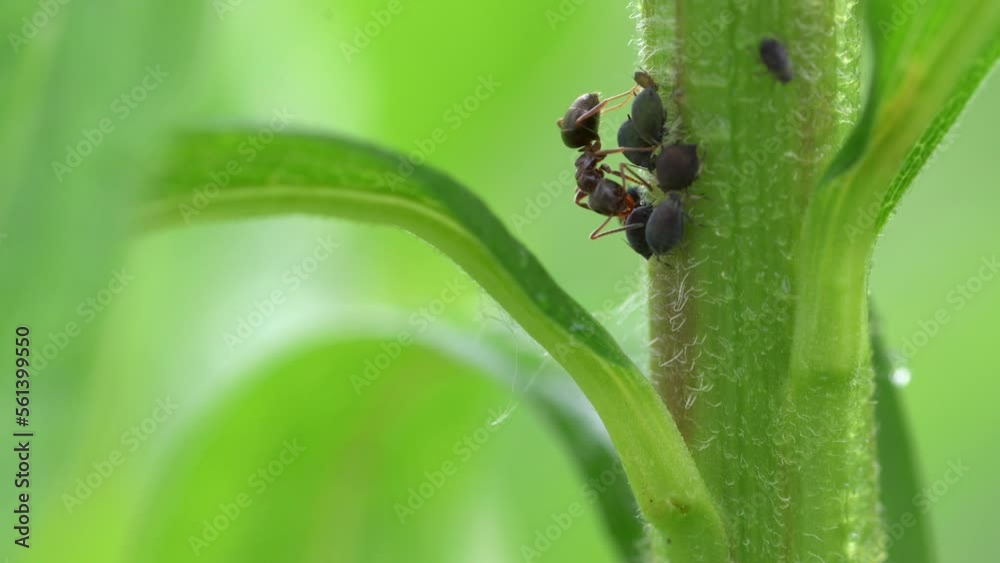 Ants taking care of aphids, high magnification, macro shot, aphids on a grass stem and ants. Shallow depth of field, blurred background. Ants taking care of aphids, high magnification, macro shot, aphids on a grass stem and ants. Shallow depth of field, blurred background.