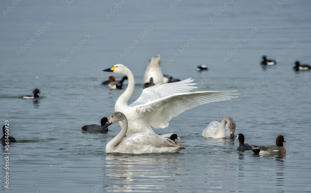 羽根を広げるコハクチョウと琵琶湖を泳ぐ水鳥たち 羽根を広げるコハクチョウと琵琶湖を泳ぐ水鳥たち