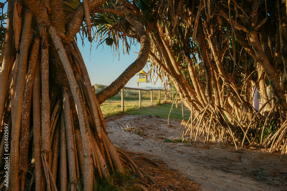 Path between aerial roots of pandanus tree.to beach