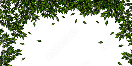 新緑　葉　風景　背景