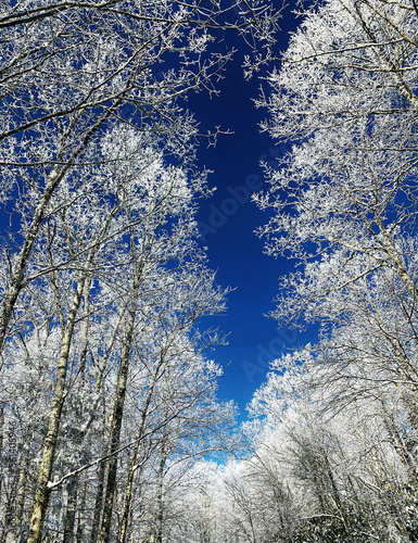 Blue Ridge Mountains in Snow.
Spectacular view at Max Patch, North Carolina and Tennessee. Asheville. Great Smoky Mountains. Appalachian trails.