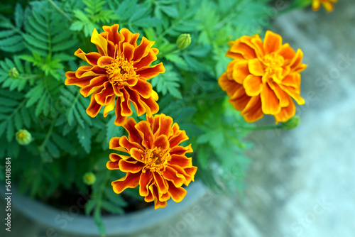 Yellow marigolds are large-flowered varieties that are popular for cutting flowers. They are strong, fast-growing plants. Marigolds are believed to symbolize prosperity. soft and selective focus.