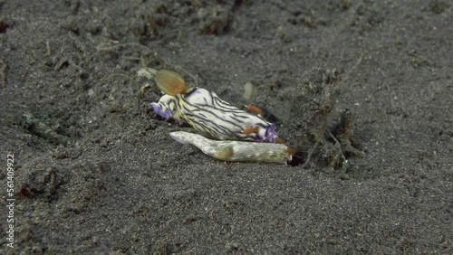 Two nudibranchs sit on the bottom of the sea in a strong current.
Zephyra Hypselodoris (Hypselodoris zephyra) 20 mm. ID: wavy dark lines, gills orange with white spots. photo