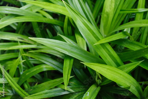 Green pandan leaves for design background, great for traditional cooking with distinctive aroma
