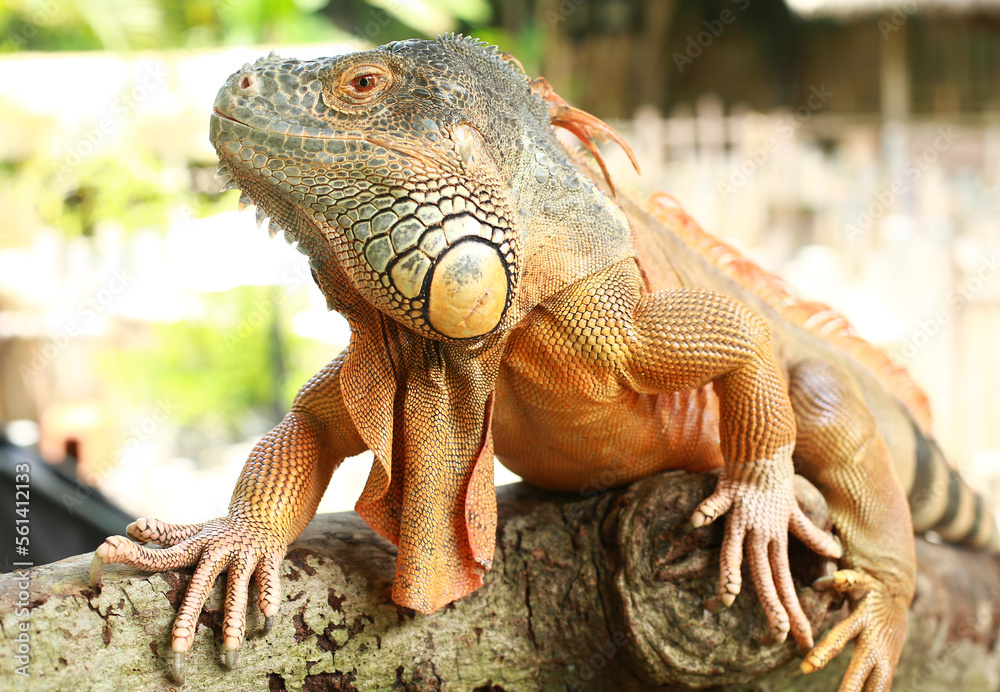 Fototapeta premium iguana on a tree
