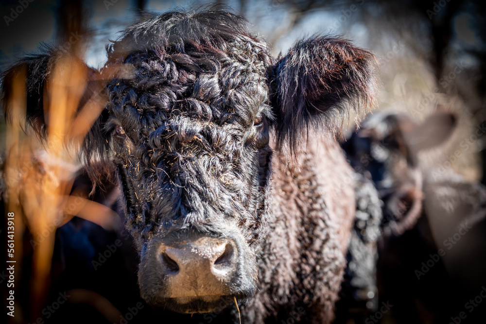 Portrait of a black cow Portrait of a black cow
