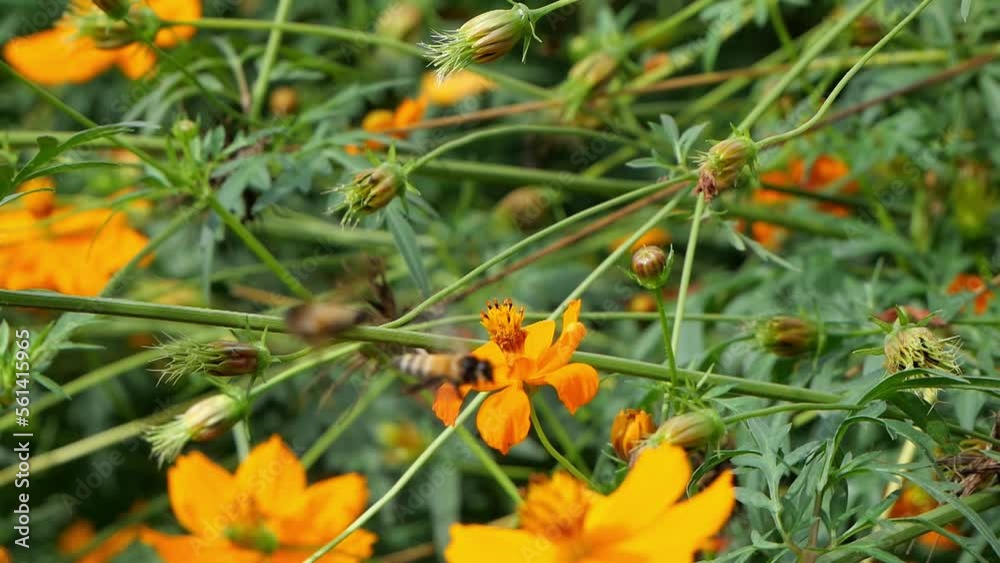 Many small yellow flowers in a garden. It moves naturally with the slow wind. Many small yellow flowers in a garden. It moves naturally with the slow wind.