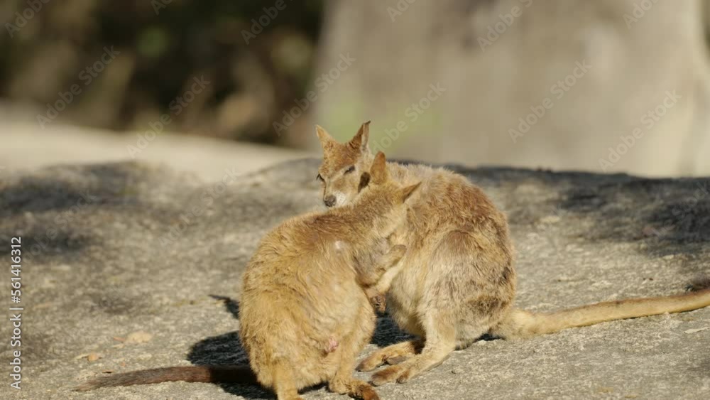 a winter morning shot two mareeba rock-wallabies grooming each other at granite gorge near mareeba of qld, australia