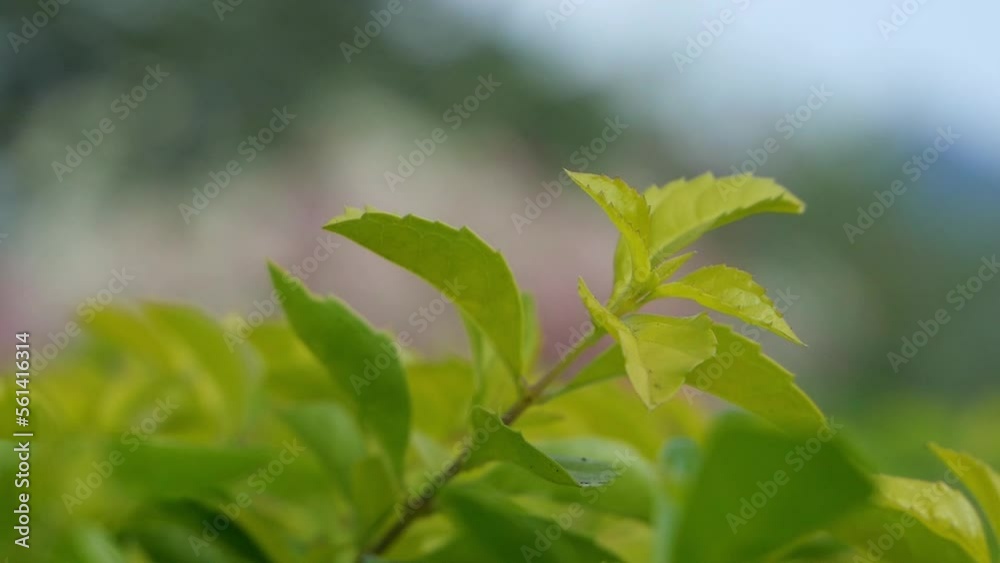 Fresh twigs or leaves slowly moving in the wind with bokeh background. Fresh twigs or leaves slowly moving in the wind with bokeh background.