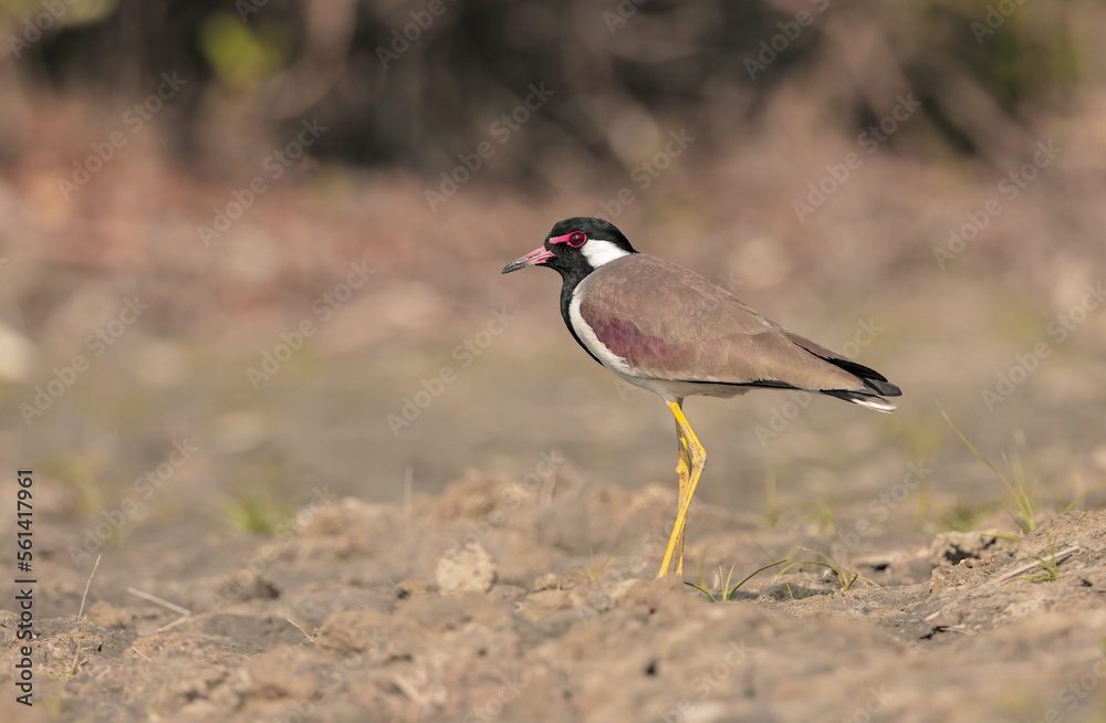 red-wattled lapwing is an Asian lapwing or large plover, a wader in the family Charadriidae. 