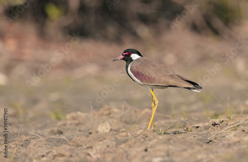 red-wattled lapwing is an Asian lapwing or large plover, a wader in the family Charadriidae. 
