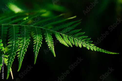 Fern leaf with sunlight and black shadow , green leaves background