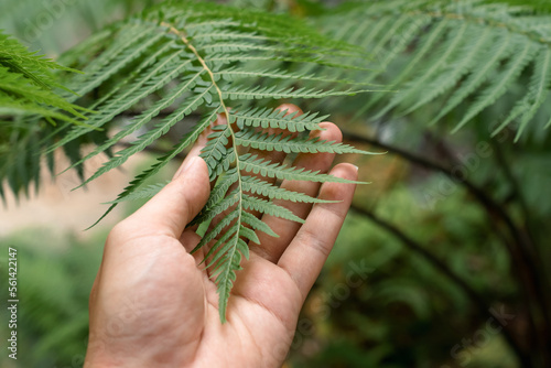 A men hand and a fern leaf. Man and nature , A hand touches fern bushes. A man in the wild forest collects tropical plants.   Natural and environmental style , Global warming environment concept
