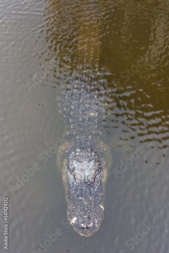 A top-down view captures an alligator swimming in the water.