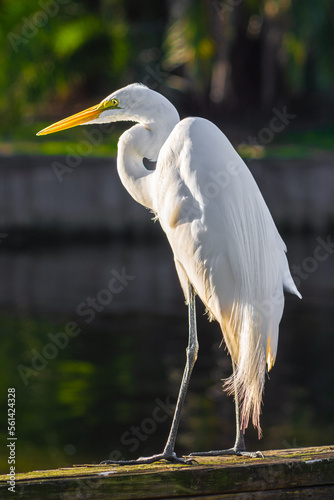 White egret with a yellow beak on the background of the pond