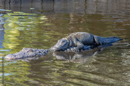 A baby alligator swims across a river on its mother's back