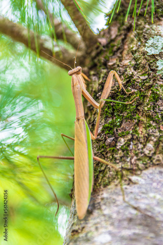Mantis on the pine tree