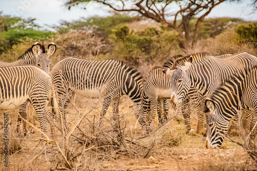 group of zebras in the African savanna