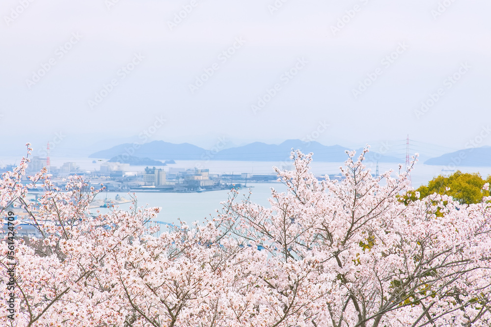 高台に咲き誇るソメイヨシノ