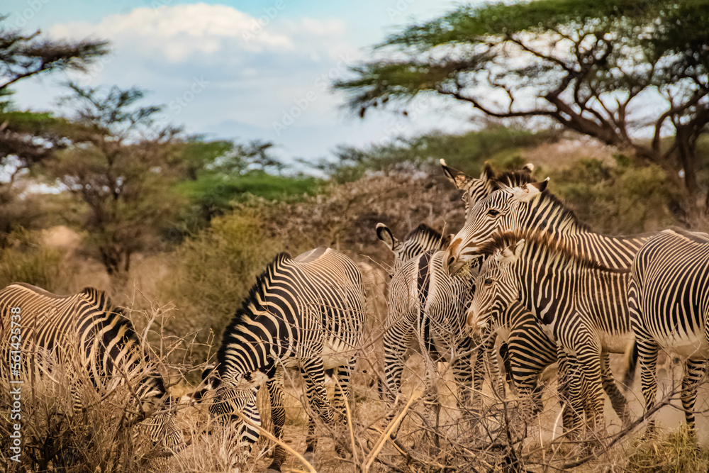 Obraz premium group of zebras in the African savanna