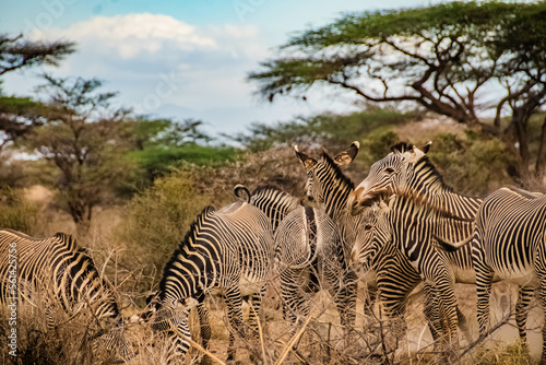 group of zebras in the African savanna