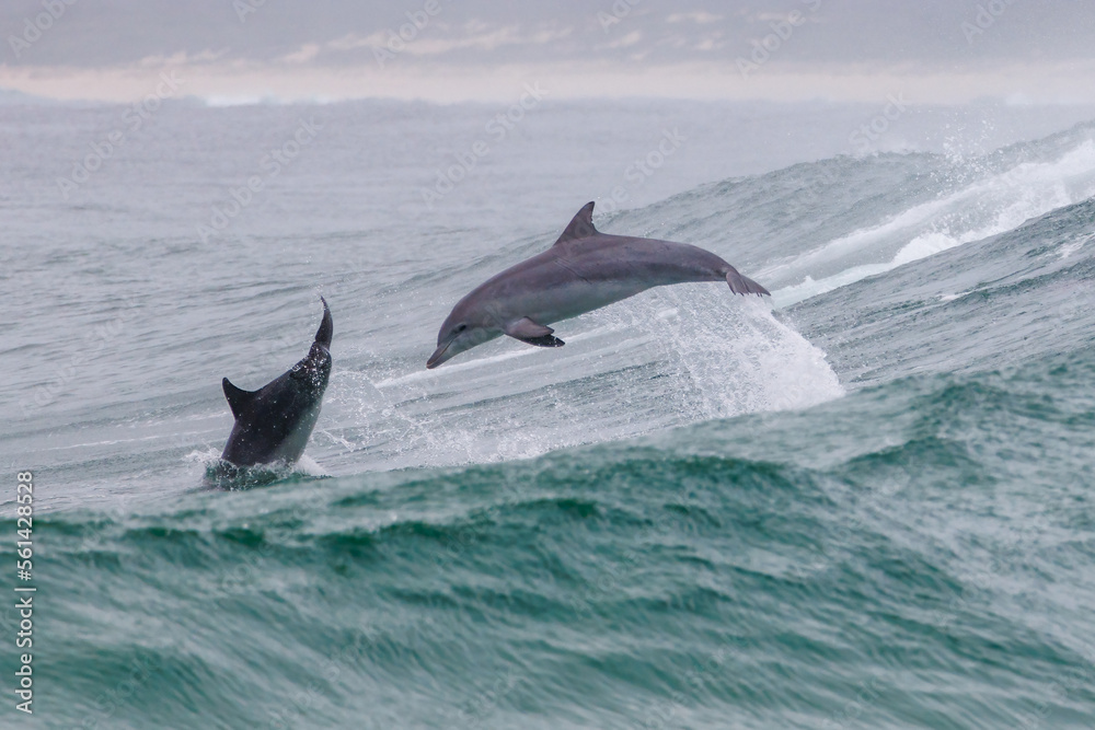 Naklejka premium Bottlenose dolphins leaping behind a wave