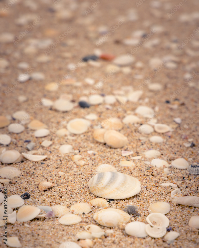 Shells washed up on a beach