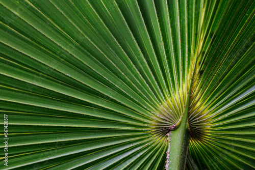 Green cabbage palm frond