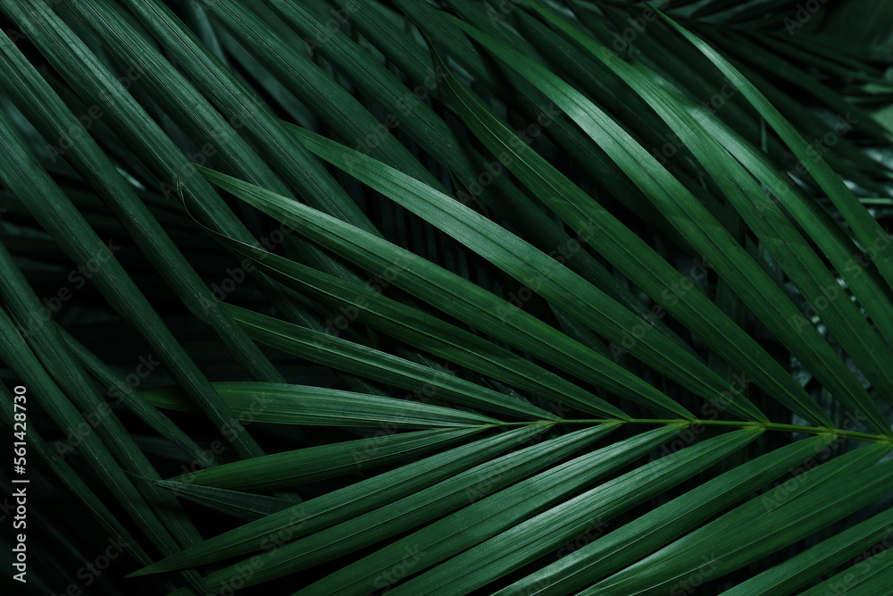 Obraz premium Leaf Background Shoot Images