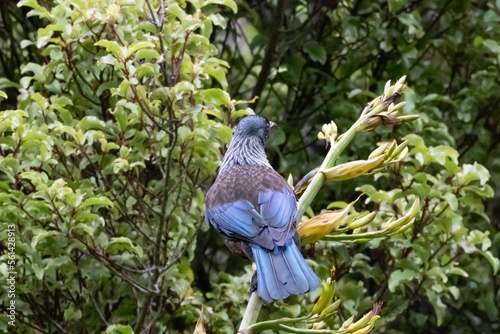 A Tui in New Zealand photo