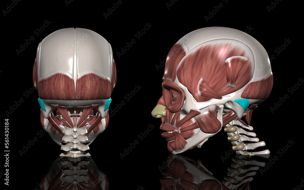 Illustrazione Stock 人体の頭部筋肉 後耳介筋 Adobe Stock