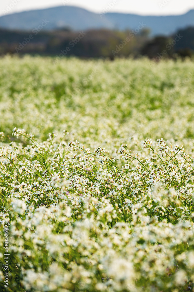 Buckwheat flowers blooming like white popcorn.