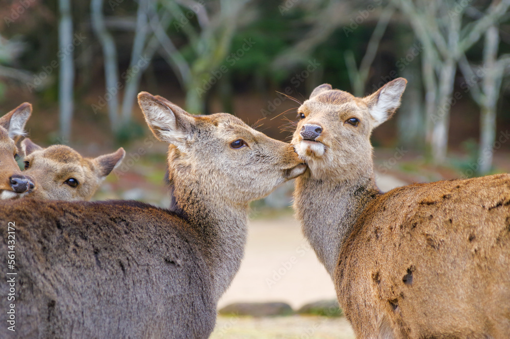 Obraz premium 野生の鹿の群れ