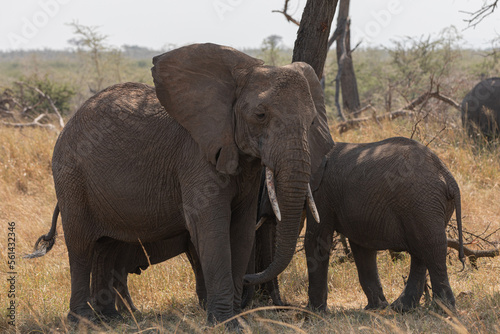 Elephants (loxodonta africana) in the open plains of Tanzania