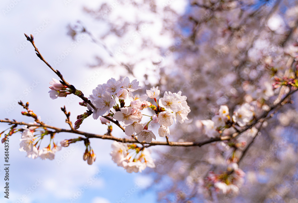 桜の花の近影 桜の花の近影