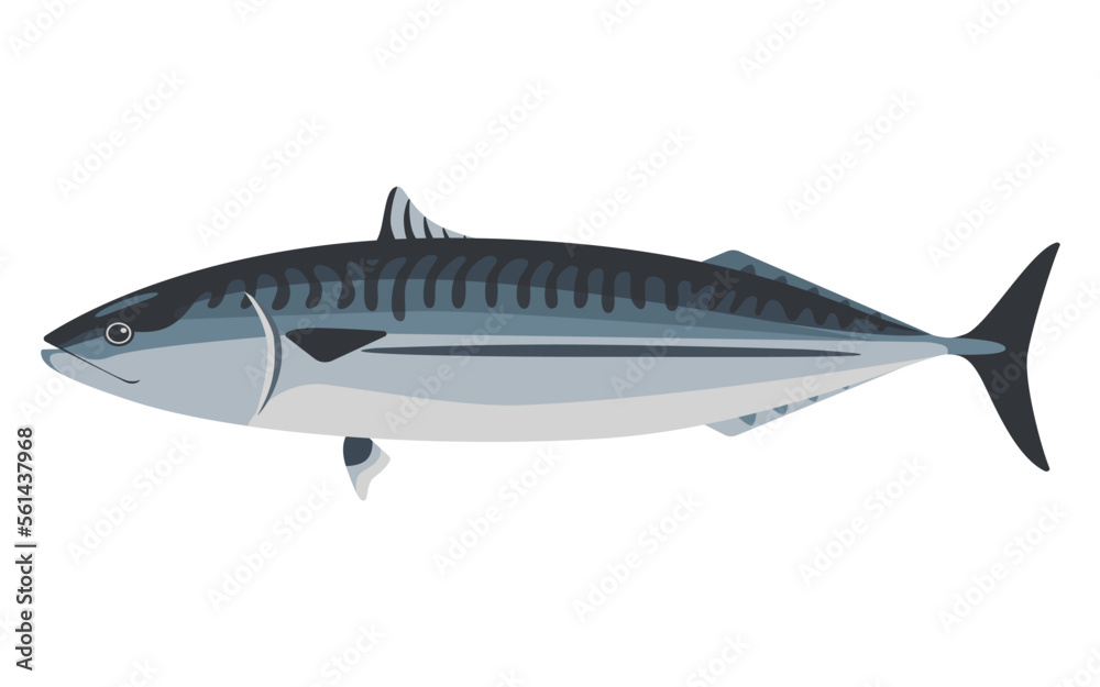 Vector illustration of mackerel on a white background.