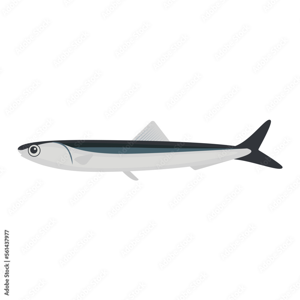 Vector illustration of sardines on white background. Vector illustration of sardines on white background.